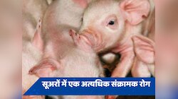 देश के इस राज्य में अफ्रीकी स्वाइन फीवर का प्रकोप, 33 हजार+ सूअरों की मौत