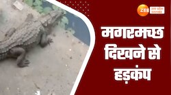 Video: नहर किनारे आराम फरमाता दिखा मगरमच्छ, पानी के बाहर बैठा देख लोगों में हड़कंप