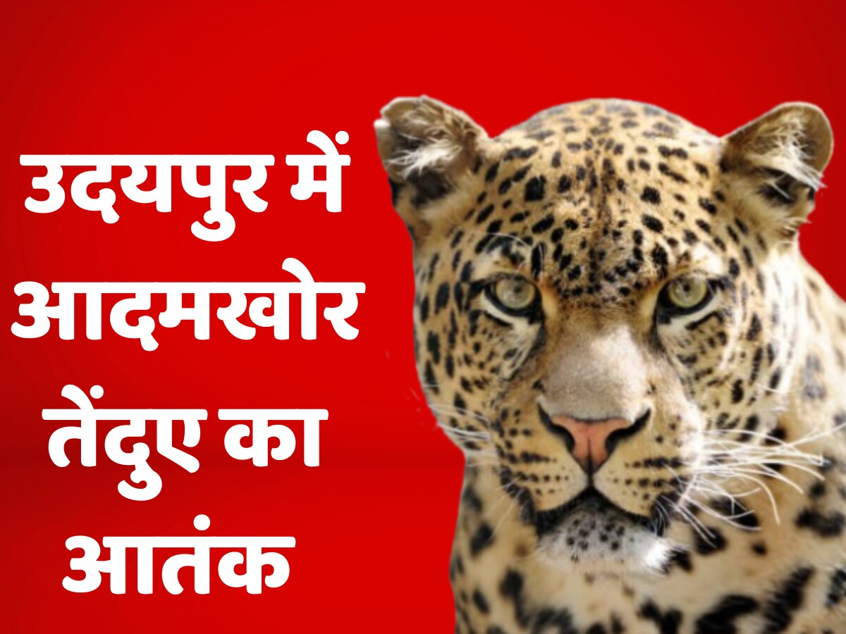 Udaipur Lepord Attack: आदमखोर भेड़ियों के बाद उदयपुर में खूंखार लेपर्ड का आतंक, महिला का सिर धड़ से किया अलग