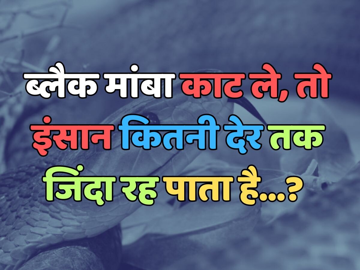 Trending Quiz ब्लैक मांबा काट ले, तो इंसान कितनी देर तक जिंदा रह पाता