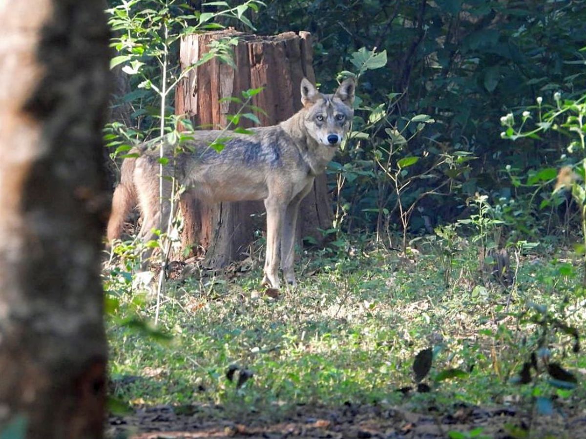 Bahraich Operation Bhediya: खून का प्यासा भेड़िया पिंजरे में कैद, देखें- Video