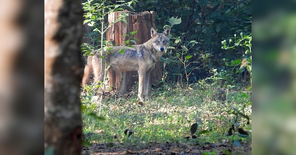 Bahraich Operation Bhediya: खून का प्यासा भेड़िया पिंजरे में कैद, देखें- Video