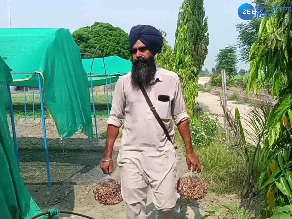 Mansa News: ਫ਼ਸਲੀ ਚੱਕਰ ਚੋਂ ਨਿਕਲ ਕੇ 5 ਏਕੜ ਚੋਂ 25 ਲੱਖ ਦੀ ਸਲਾਨਾ ਕਮਾਈ ਕਰਦਾ ਕਿਸਾਨ