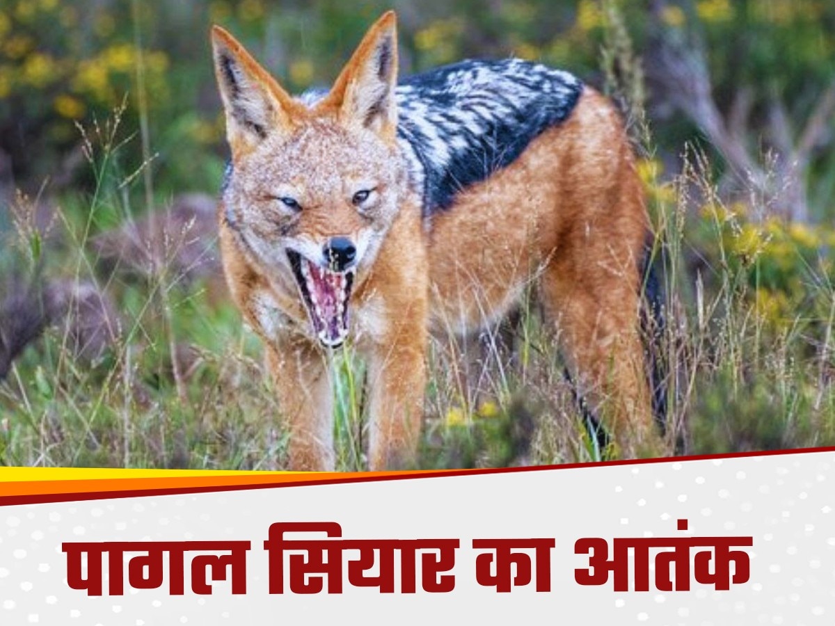 JACKAL TERROR IN Kushinagar