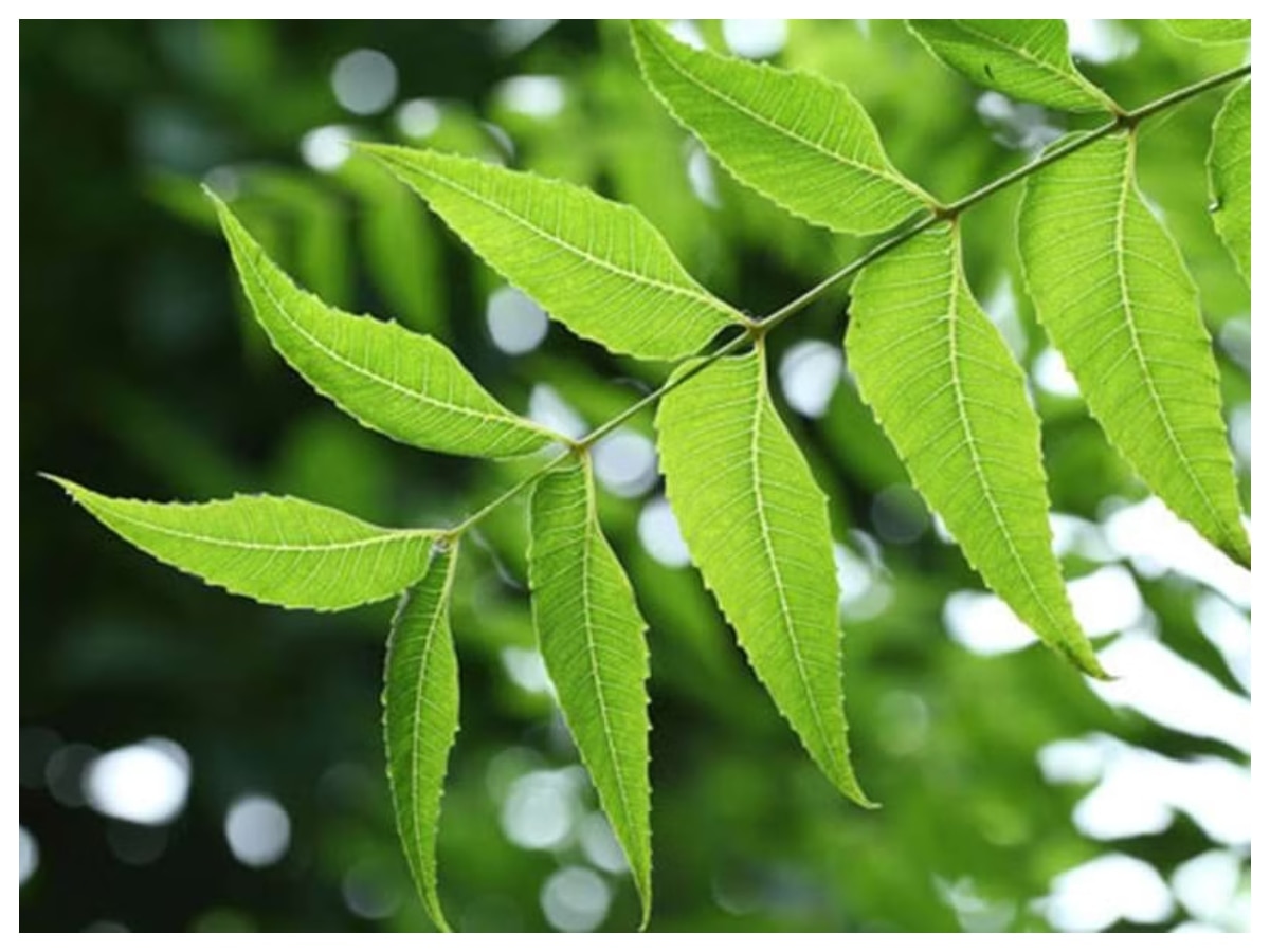 eating neem leaves empty stomach benefits khali pet neem ke patte khane