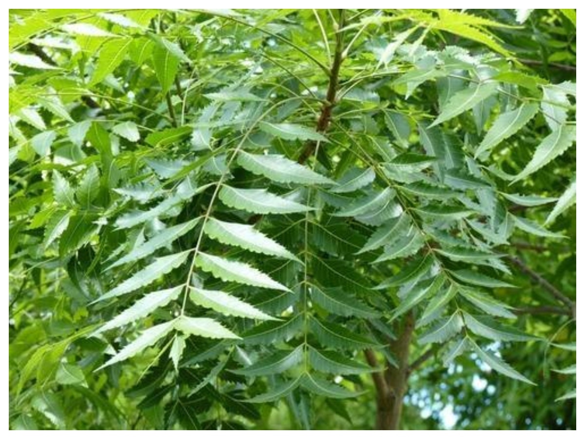 eating neem leaves empty stomach benefits khali pet neem ke patte khane