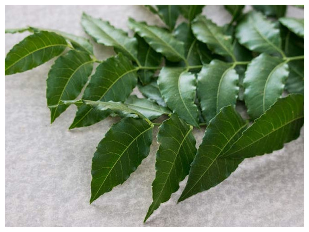eating neem leaves empty stomach benefits khali pet neem ke patte khane