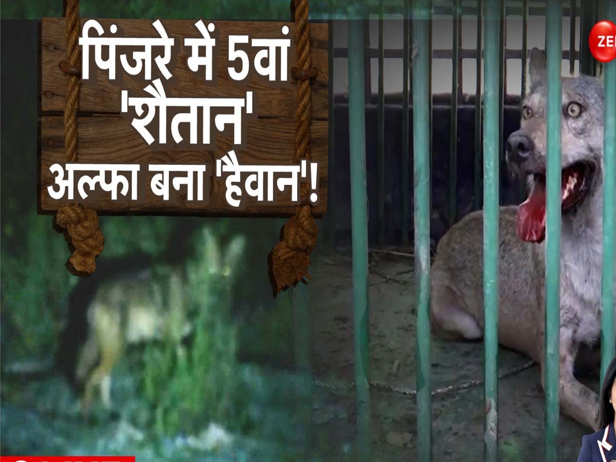 Bahraich News: भेड़िये की किस्मत खराब थी तो पकड़ लिया..लंगड़ा अभी भी वन विभाग से 'तगड़ा' है! Bahraich News: भेड़िये की किस्मत खराब थी तो पकड़ लिया..लंगड़ा अभी भी वन विभाग से 'तगड़ा' है!