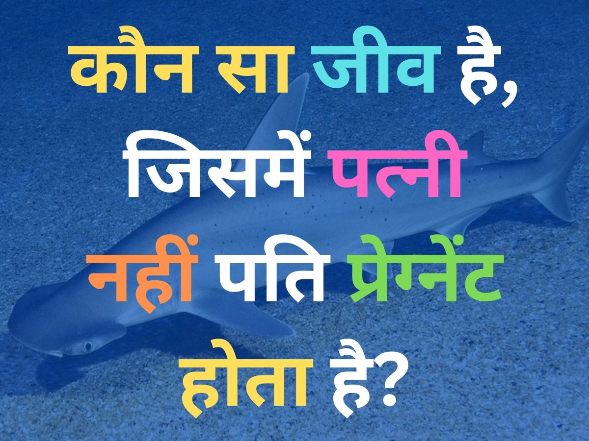 GK Quiz: कौन सा जीव है, जिसमें पत्नी नहीं पति प्रेग्नेंट होता है?