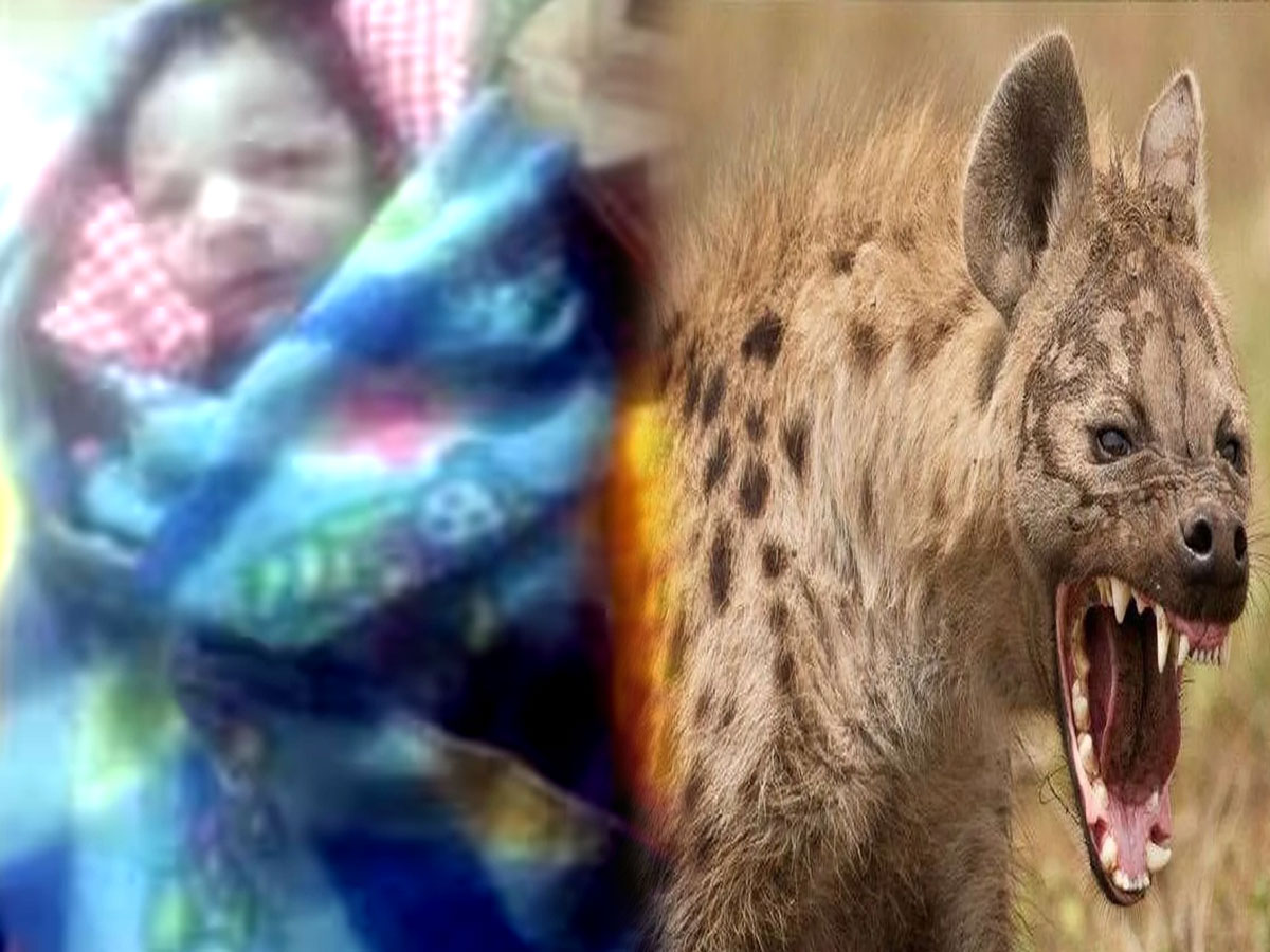 2 महीने की बच्ची को जबड़े में दबा ले गया खूंखार जानवर, मां की आंखों के सामने चीर डाला 2 महीने की बच्ची को जबड़े में दबा ले गया खूंखार जानवर, मां की आंखों के सामने चीर डाला