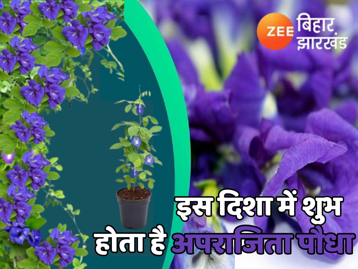 Aparajita Plant: पैसों को चुंबक की तरह खींचता है अपराजिता का पौधा, जानिए सही दिशा और लगाने की टिप्स