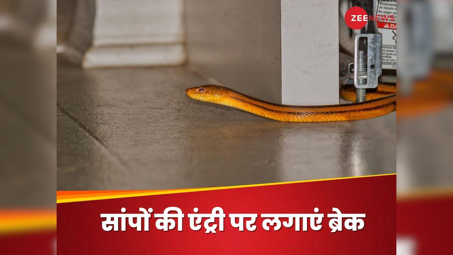 How To Stop Entry of Dangerous Snake in Home During Rainy Season ...