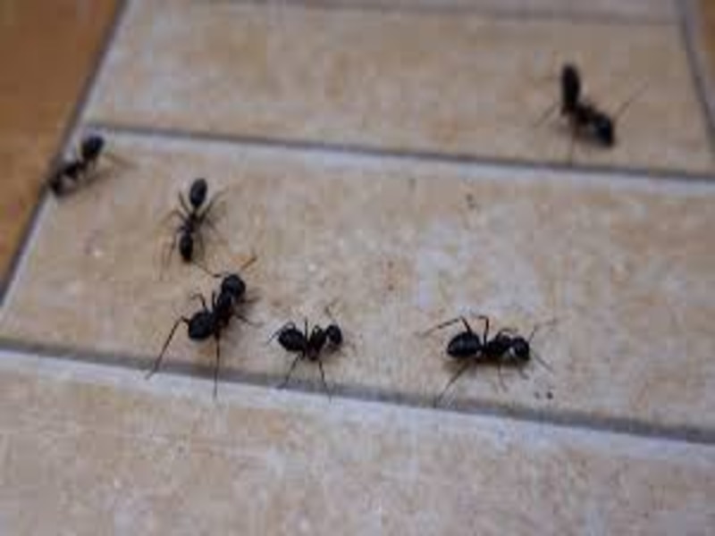 know black and red ants in the house is auspicious or inauspicious ...