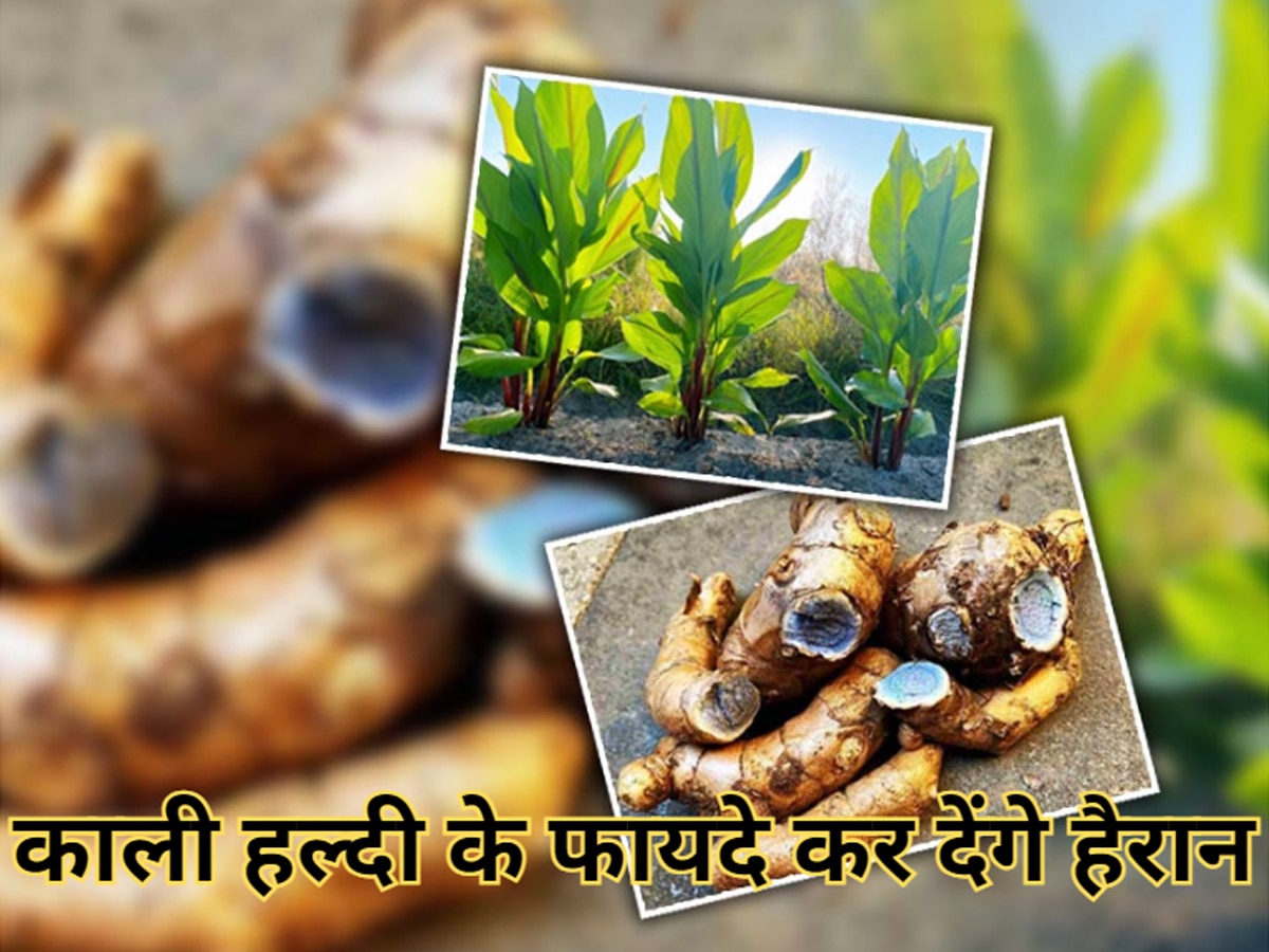 Black Turmeric: कम ही लोग जानते हैं काली हल्दी के चमत्कारी फायदे, कैंसर जैसी बीमारी भी खाती है खौफ