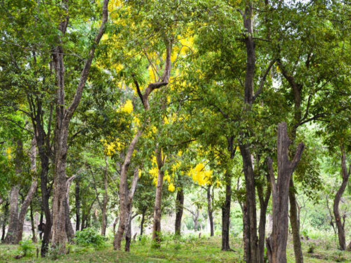 Wild life | Snakes And Sandalwood Trees | why Snakes live on sandalwood ...