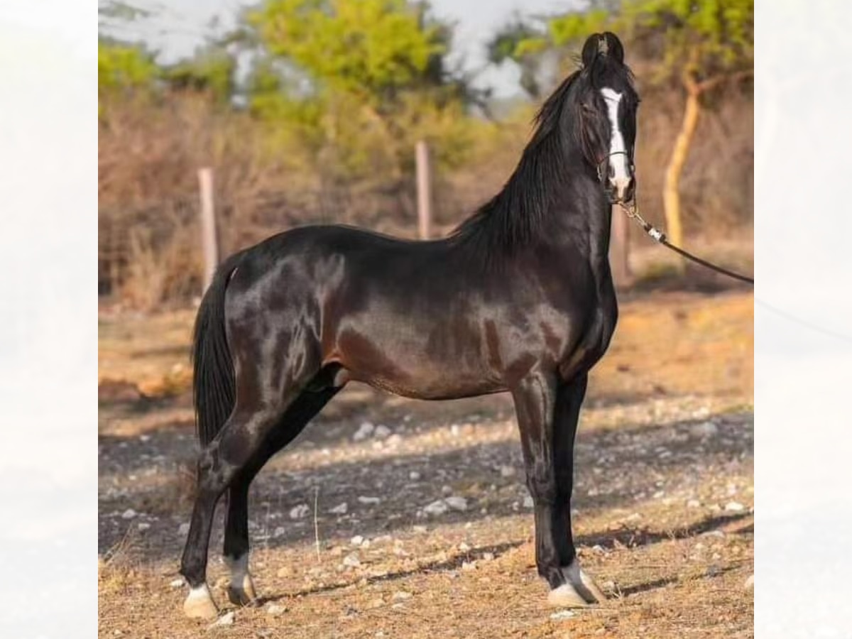 Rajasthani Marwari Horse: नई तकनीक से हुआ मारवाड़ी घोड़ी 'राज-हिमानी' का ऐतिहासिक जन्म, जानें ब्रीड से लेकर कीमत तक सब कुछ 