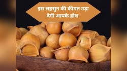 Kashmiri Lehsun: काजू, किशमिश और अखरोट का बाप निकला लहसुन, कीमत उड़ा देगी तोते