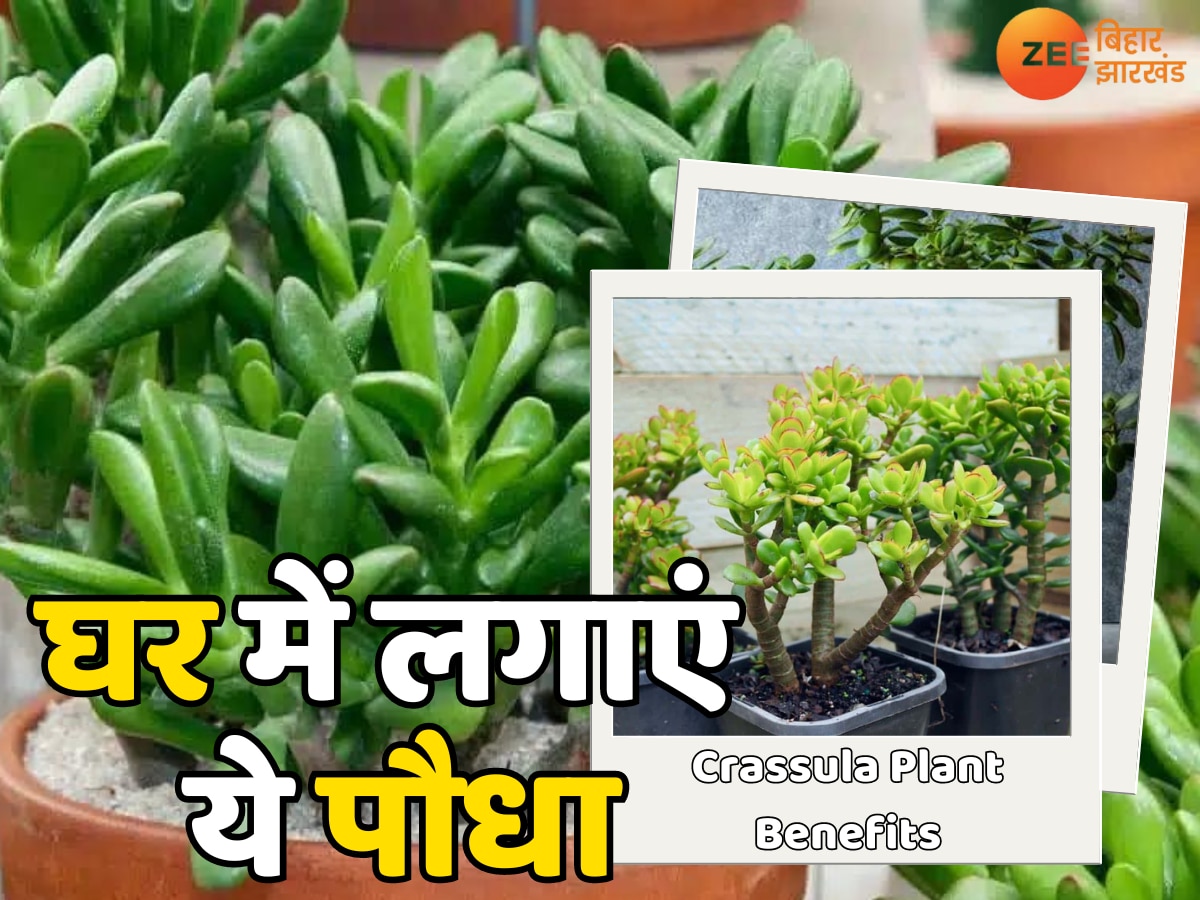 Crassula plant Benefits: घर में लगाएं ये पौधा, खींचा चला आएगा पैसा, इसके सामने मनी प्लांट भी फेल