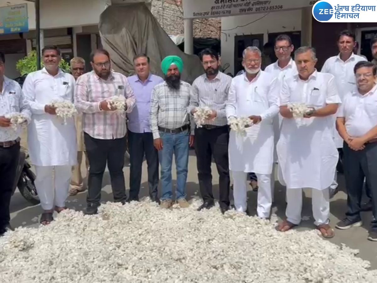 Fazilka Cotton Mandi: फाजिल्का में सफेद सोने की खरीद हुई शुरू, पिछली बार से बढ़ा भाव 