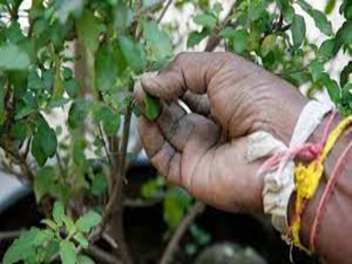 tulsi plant plucking rules