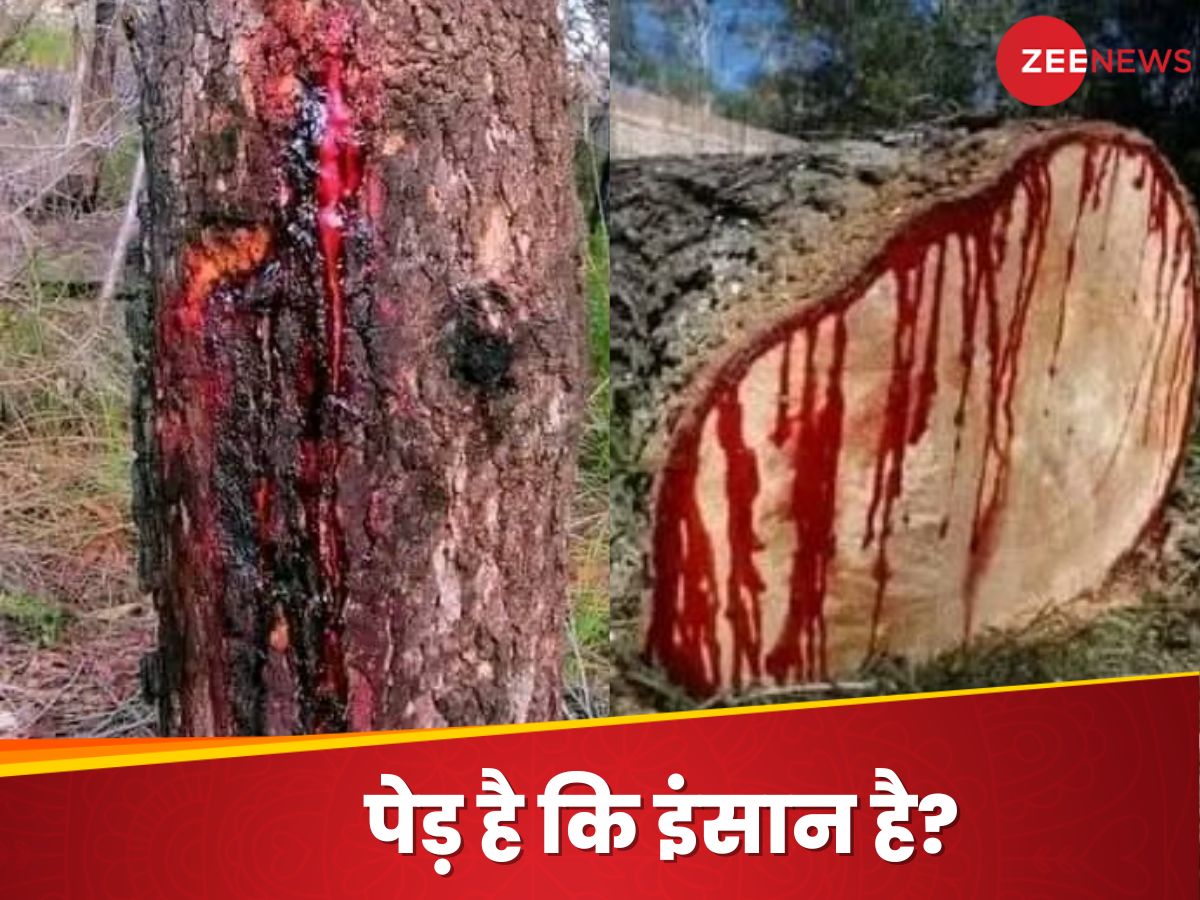 only bleeding tree of nature bloodwood with medicinal properties ...