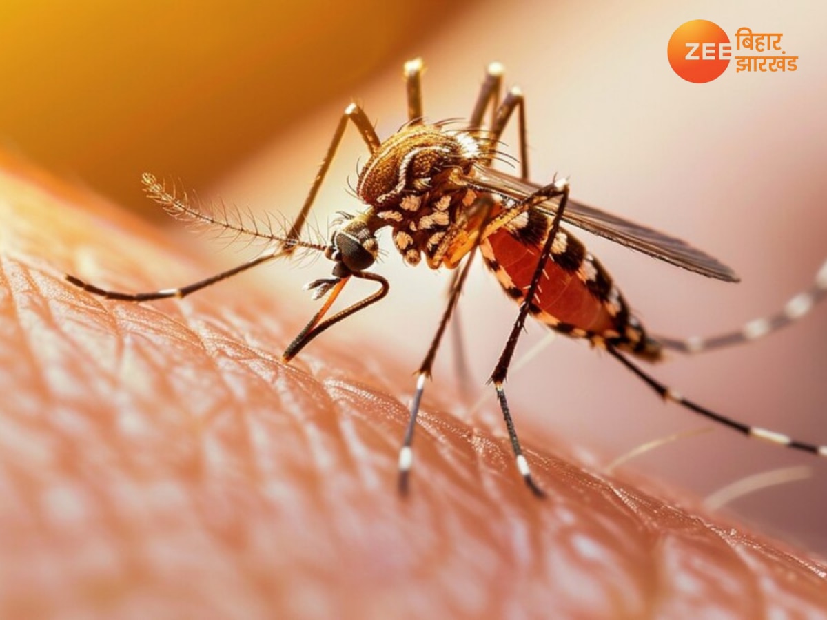 Dengue in Bihar: पटना में डेंगू के मरीजों का आंकड़ा पहुंचा  796, इस जिले में सबसे ज्यादा मामले