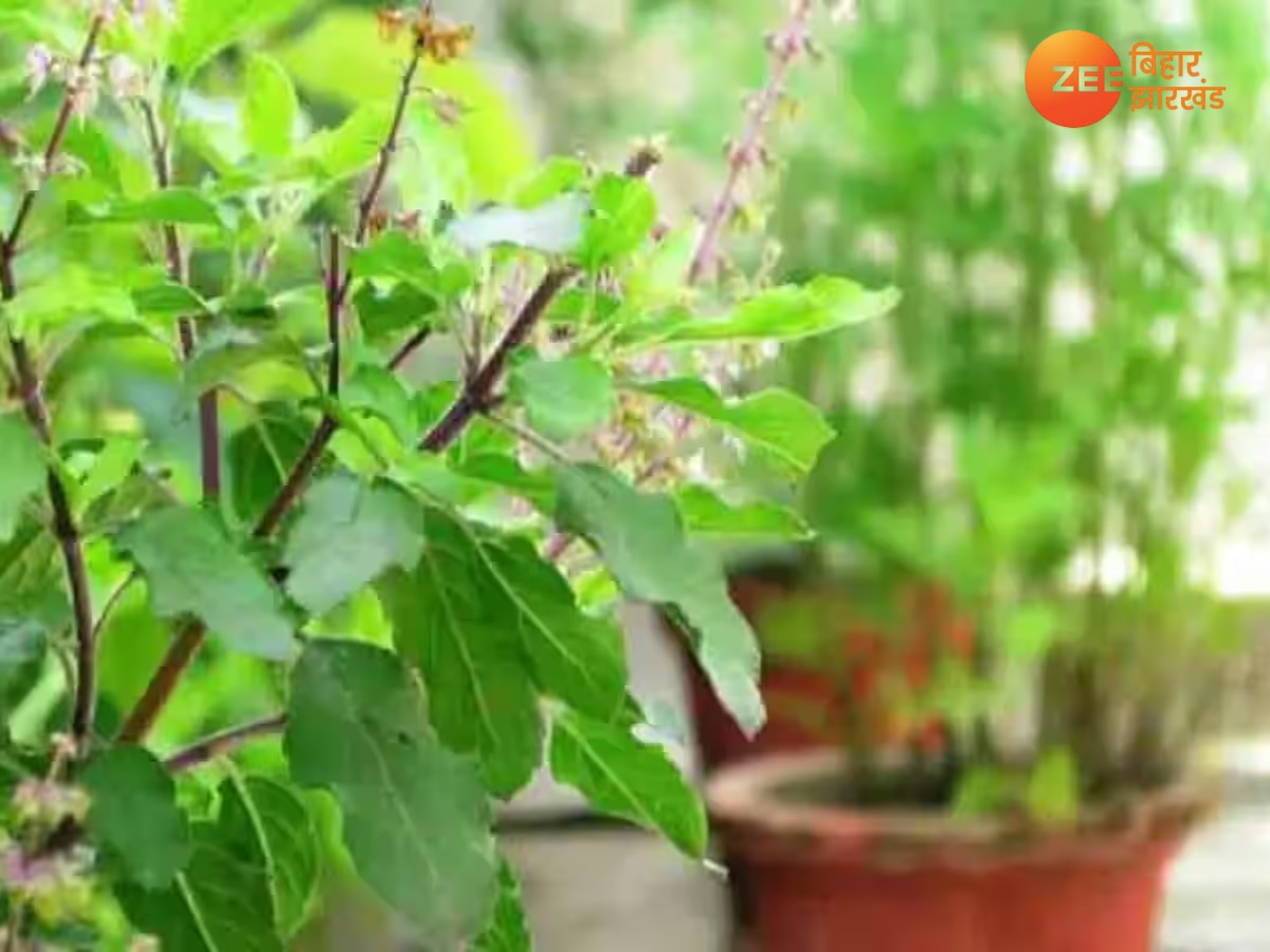 Tulsi Plant Vastu : आज लगाएं घर में तुलसी का पौधा, सदा बनी रहेगी सुख-समृद्धि