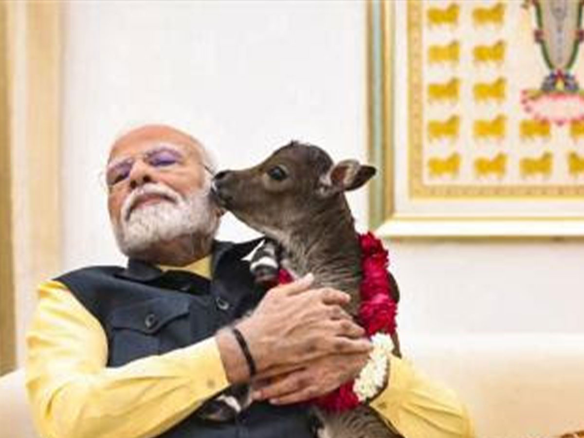 PM Modi photos viral with Punganur Cow before birthday know mini cows ...