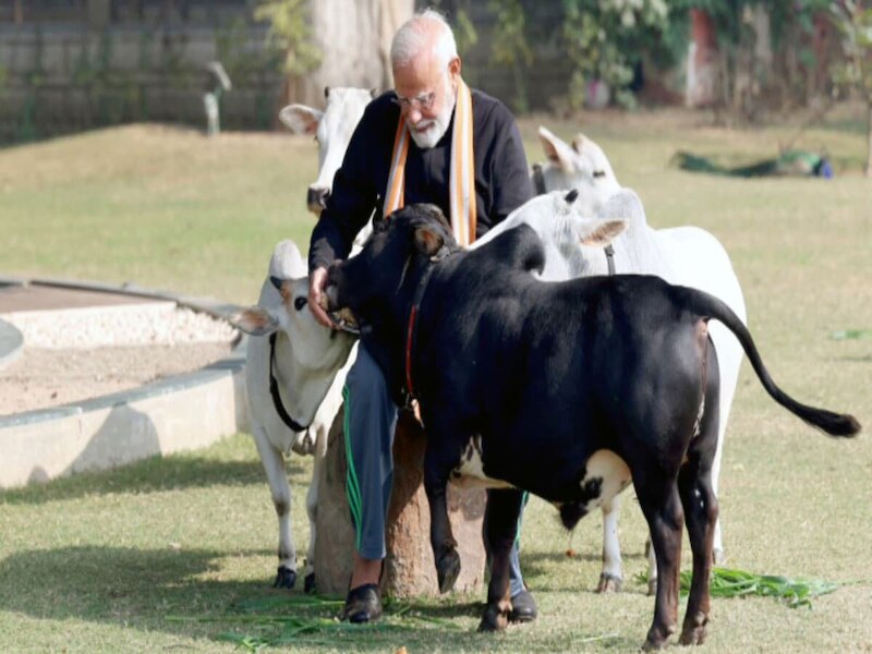 PM Modi photos viral with Punganur Cow before birthday know mini cows ...