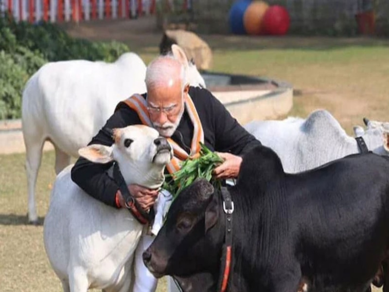 PM Modi photos viral with Punganur Cow before birthday know mini cows ...