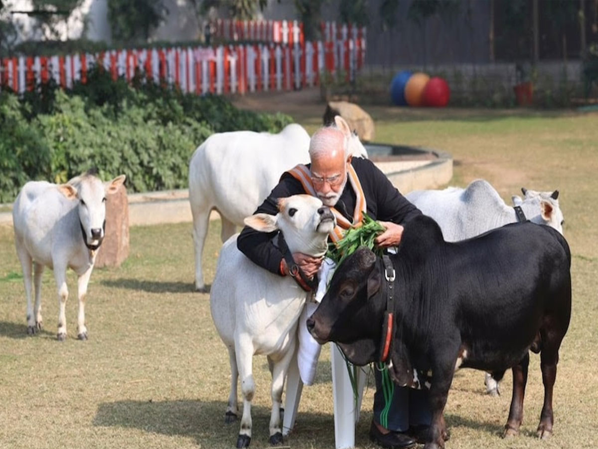 Modi Cow PM Modi photos viral with Punganur Cow before birthday know mini cows ...