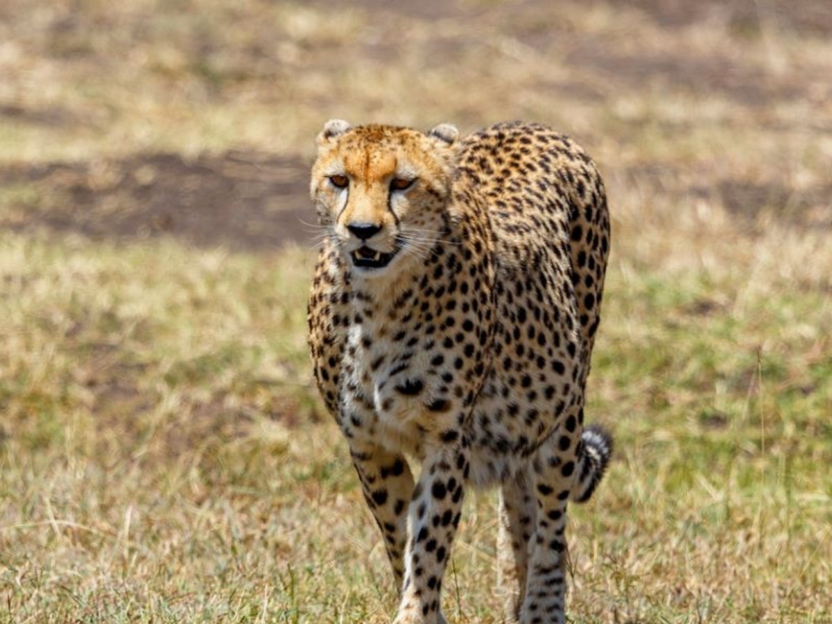 sheopur kuno national park