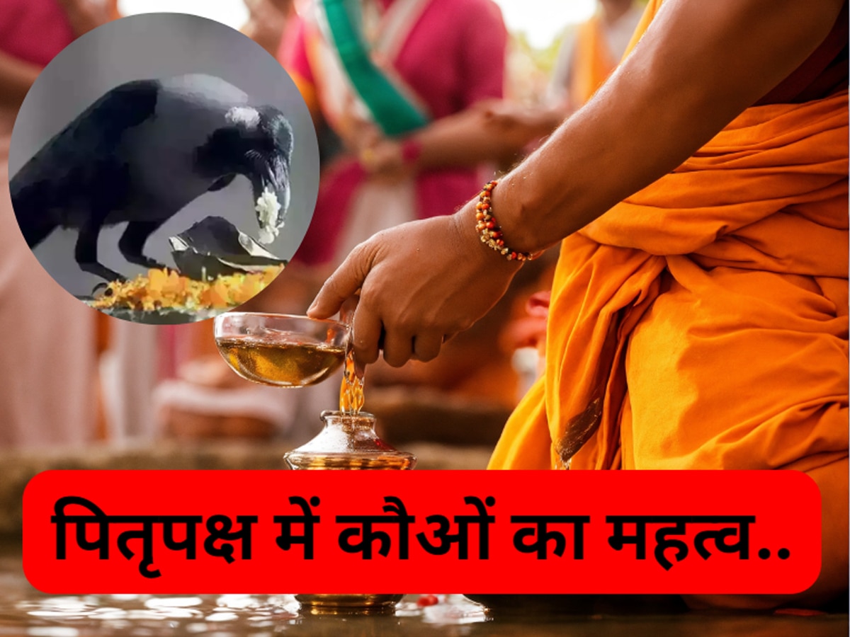 Pitru Paksha 2024: पूर्वजों की मुक्ति का कौओं से है क्या कनेक्शन? गरुड़ पुराण में छिपा है चौंका देने वाला रहस्य