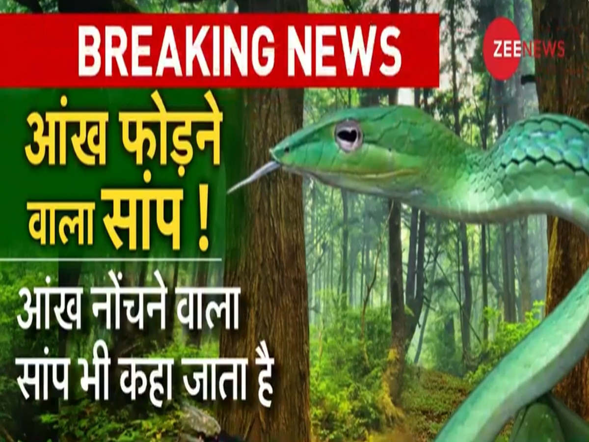 Snake Ahaetulla: हरे रंग का ये खतरनाक सांप सीधा इंसान की आंख पर करता है अटैक, एक वार में कर देता है सन्न 