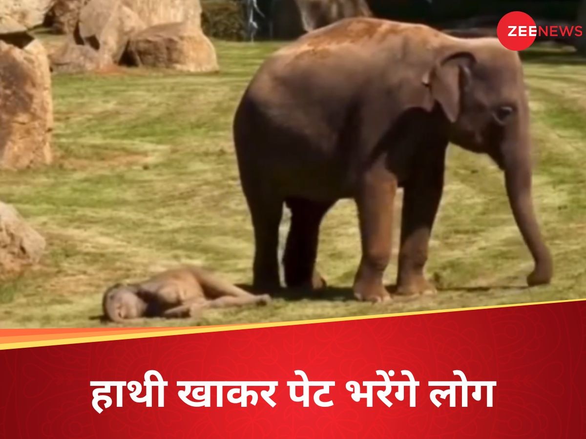 Elephant News: बाप रे! हाथियों को मारकर खा रही जनता, इन दो देशों में हो रहा कत्लेआम