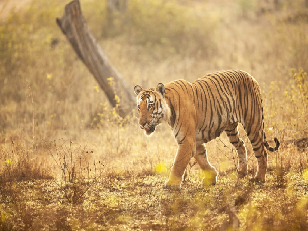 बाघों से बचने का ट्रिक जान लेना बहुत जरूरी है. 