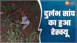 सीधी में मिला दुर्लभ वन सुंदरी प्रजाति का सांप, वनकर्मी ने किया सफल रेस्क्यू