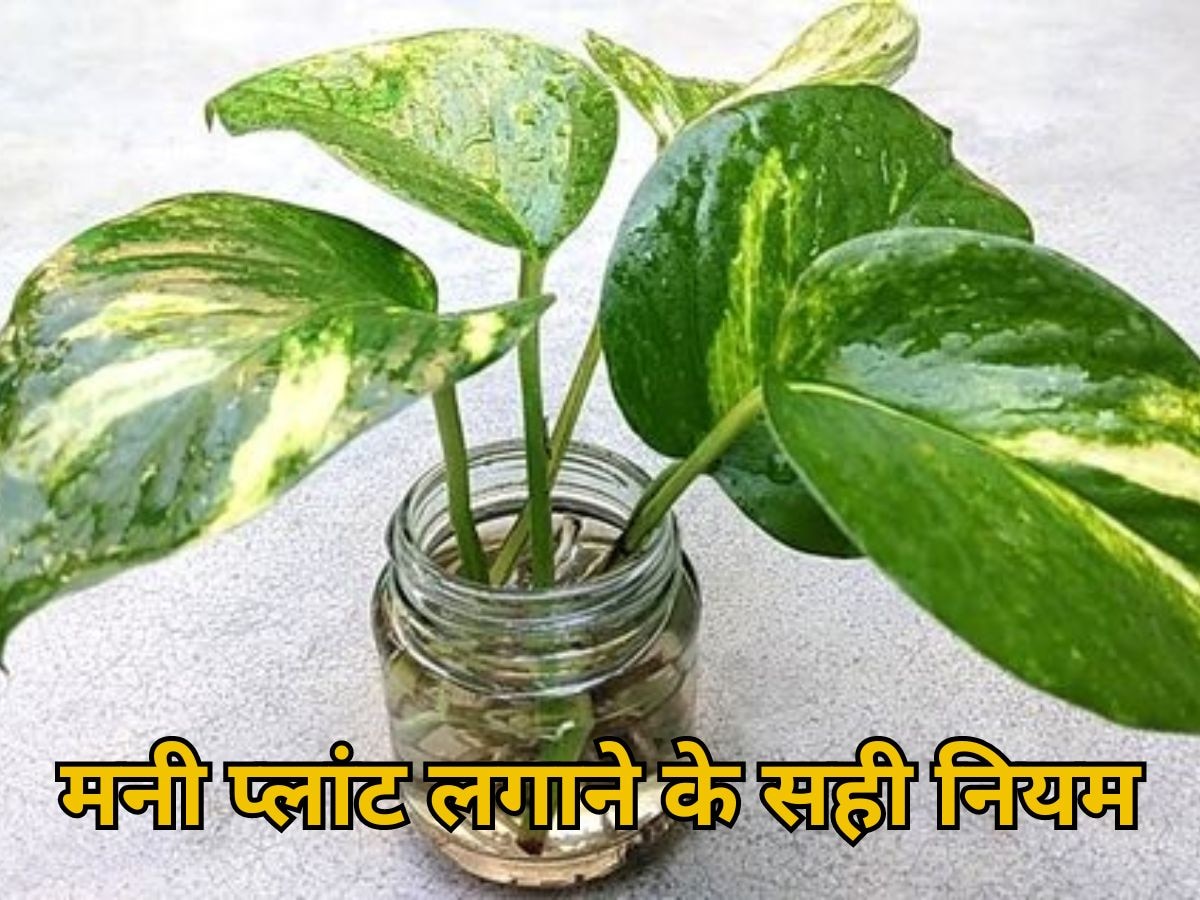 Money Plant Vastu: घर में मनी प्लांट लगाने से पहले जान लें सही वास्तु नियम, फायदा मिलने की जगह हो सकता है भारी नुकसान!