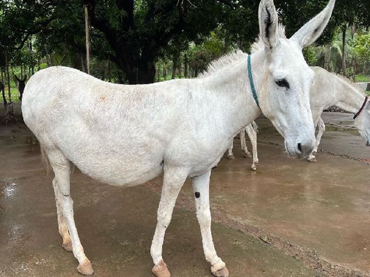 प्रतीकात्मक तस्वीर