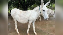 गधे की मौत पर बिजली विभाग ने 65 ग्रामीणों पर करा दी FIR, जानें क्या है मामला?
