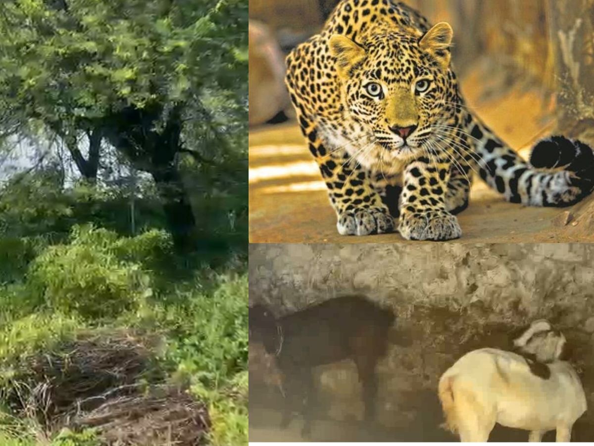 Nangal Leopard: ਨੰਗਲ ਦੇ ਪਿੰਡ 'ਚ ਜੰਗਲੀ ਜਾਨਵਰ ਤੇਂਦੁਏ ਦਾ ਆਂਤਕ! ਬੱਕਰੀ ਨੂੰ ਸ਼ਿਕਾਰ ਬਣਾਉਣ ਦੀ ਕੋਸ਼ਿਸ਼ 