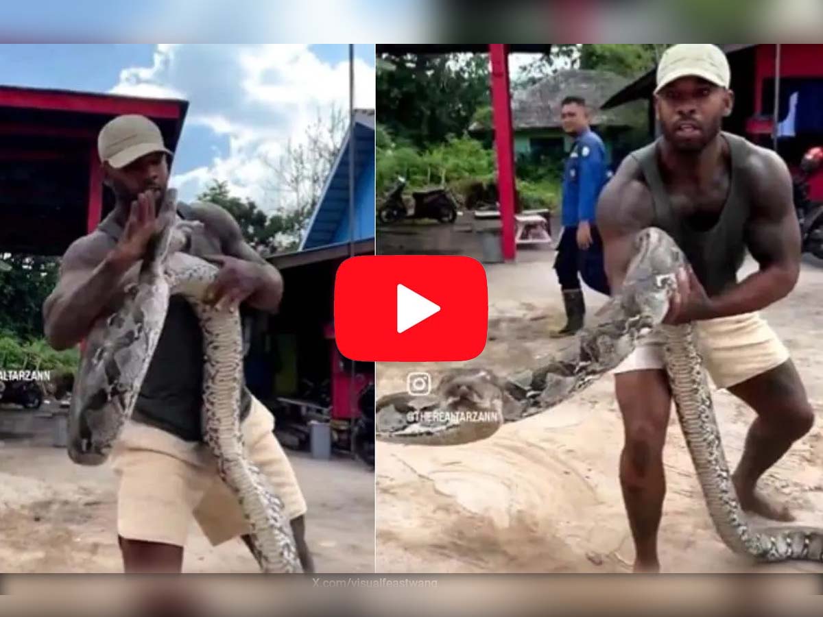 Viral Video: शख्स के चेहरे पर सांप ने मारा फन; हमले में बाल-बाल बचा Viral Video: शख्स के चेहरे पर सांप ने मारा फन; हमले में बाल-बाल बचा