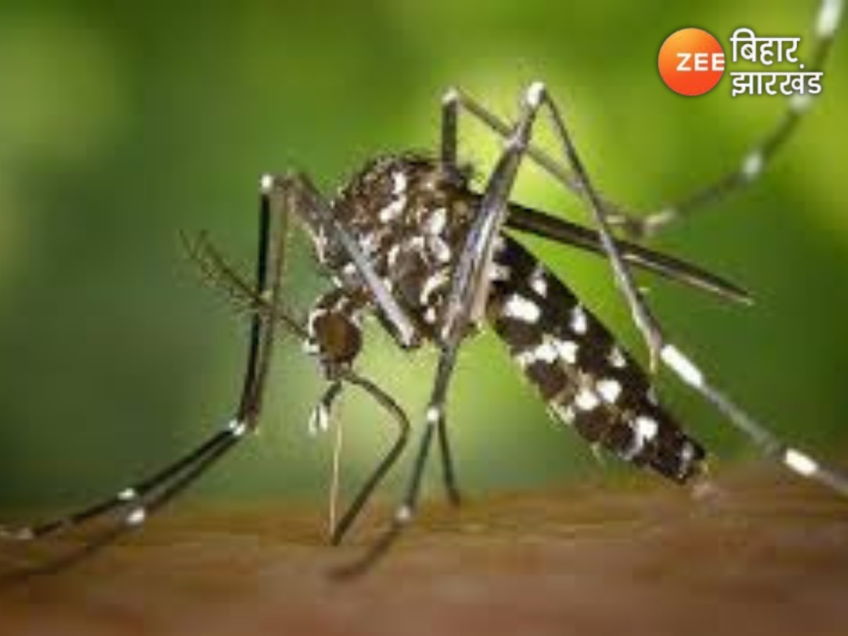 Dengue in Bihar: पिछले 24 घंटे में पूरे बिहार में 140 नए डेंगू के मरीज मिले, पटना में सिर्फ 80 मरीज