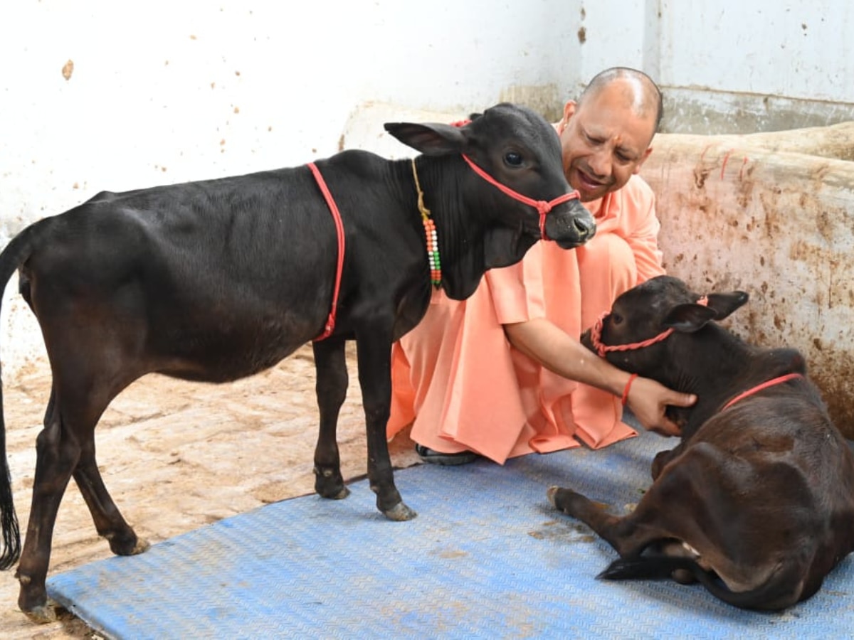 सीएम योगी की गोशाला में आए भवानी और भोलू, हजारों किमी दूर से गोरखपुर आए दो मेहमान