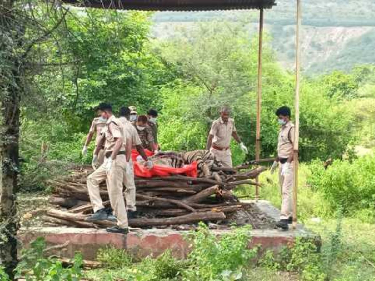 Sawai Madhopur News: रणथंभौर में टाइगर की मौत, पोस्टमार्टम रिपोर्ट में ये वजह आई सामने 