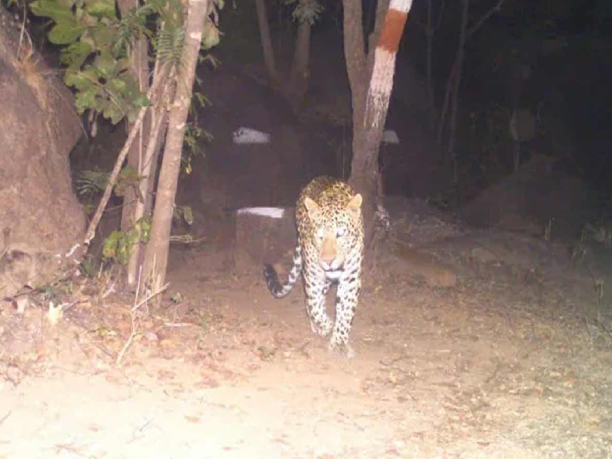 Leopard imprisoned in camera in Bahraich