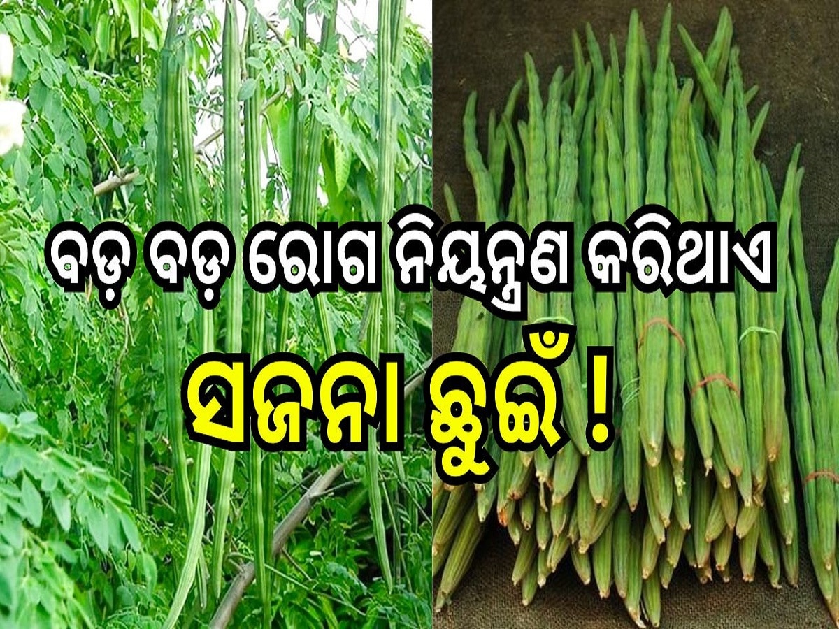 Moringa for Health: ଏହି ସବୁ ବଡ଼ ବଡ଼ ରୋଗ ନିୟନ୍ତ୍ରଣ କରିଥାଏ ସଜନା ଛୁଇଁ ଓ ତା'ର ପତ୍ର