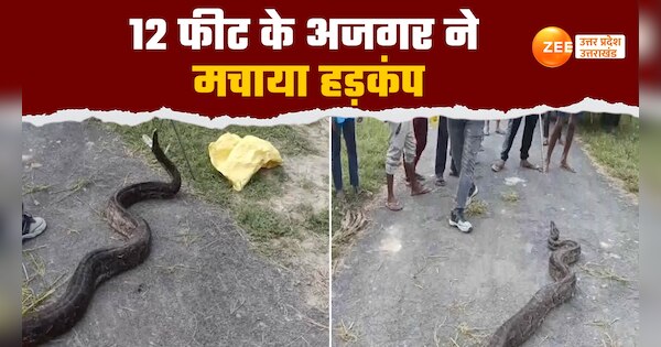 watch rescue of 12 feet python found in fields of village of hapur ...
