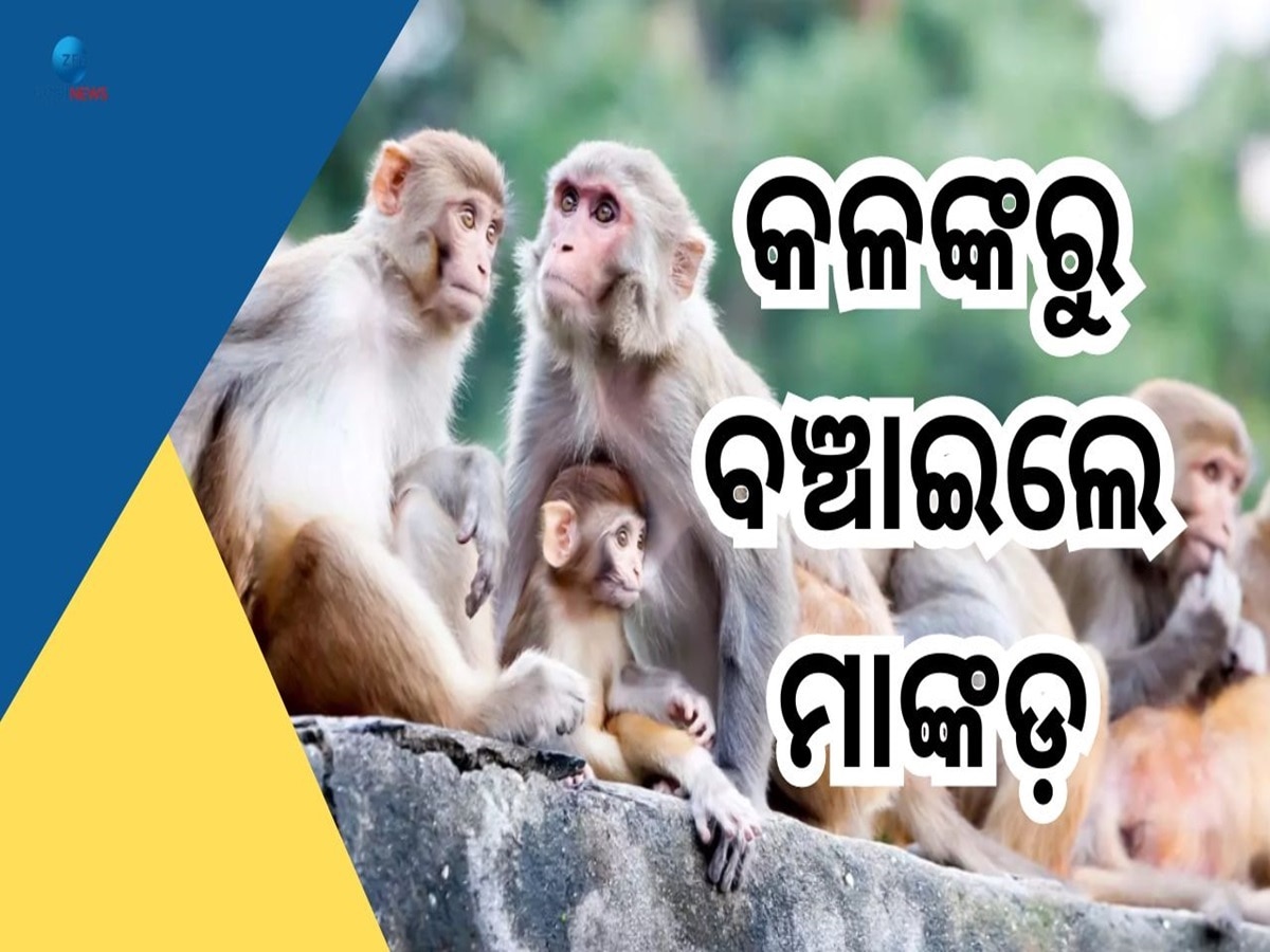 Crime News: ନାବାଳିକାକୁ ଦୁଷ୍କର୍ମ ସମୟରେ ଅଭିଯୁକ୍ତକୁ କାମୁଡ଼ି ଗୋଡ଼େଇଲା ମାଙ୍କଡ଼, ଜାଣନ୍ତୁ ପୂରା ମାମଲା