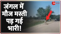 जंगल में मौज मस्ती पड़ गई भारी